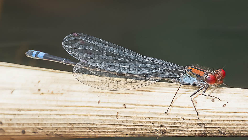 Pseudagrion massaicum (Massai Sprite) male 4.jpg